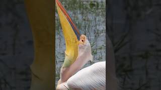 Fish Eating Birds shorts viral trending pelicans tigerfish fish viralvideos viralshorts [upl. by Aliuqat]