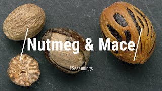 NUTMEG amp MACE What Are They How Are They Related Everything You Need To Know About NUTMEG amp MACE [upl. by Marlie90]