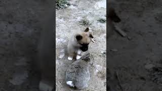 RabbitcatfunnyVideo [upl. by Nivla]