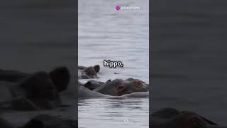 BATTLE OF THE JUNGLE HIPPO VS CROCODILE animal battle animals shorts crocodile hippo [upl. by Acinorahs255]