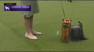 Yorkshire Terriers  Breed Judging 2023 [upl. by Aileno]