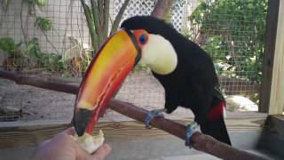 Toco Toucan Eats 1st Hard Boiled Egg [upl. by Bruni580]