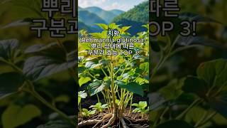 지황Rehmannia glutinosa 뿌리 상태에 따른 구분과 효능 TOP 3 [upl. by Ragouzis]