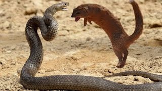 Mongoose vs Rattle Snake [upl. by Eillak]