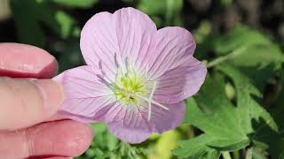 Oenothera speciosa  Pink Evening Primrose Pinkladies Showy Evening Primrose Mexican Primrose [upl. by Auoy]