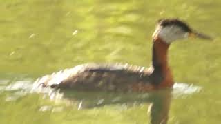 Another nest Rednecked Grebe has 1 Baby  Humber Bay [upl. by Mizuki]