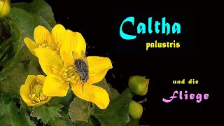 Caltha palustris und die Fliege Caltha palustris and the fly Caltha palustris y la mosca [upl. by Alhahs]