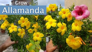 Allamanda Plant Care Allamanda Flower  How to Grow Allamanda flowers in Pots [upl. by Noremac]