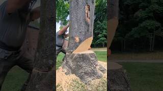 Felling ailanthus treestraubtreeexperts dangerous hasqvarna treework [upl. by Paymar]