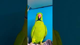 Beautiful talkative parrot zoomi [upl. by Newo]