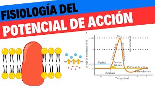 Potencial de membrana y de acción Fisiología 2 Neurociencias 3 [upl. by Forland]