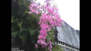 Antigonon up to the fence near the forest beautiful pink flower Nature amp Animals [upl. by Yenar679]