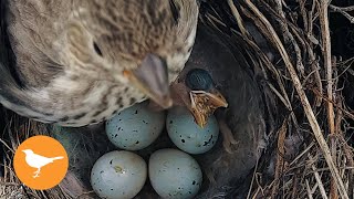 Bird Chick Chokes to Death from Overfeeding [upl. by Lotte]