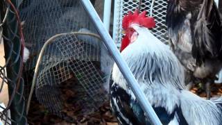 Quiet Silver Leghorn Rooster post crow reduction surgery [upl. by Zullo735]