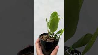 Rhaphidophora elliptifolia variegated  OKANOKACOM  Selling Tropical Plants amp Houseplants [upl. by Aneehsal]