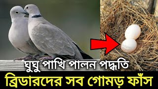 ঘুঘু পাখি পালন পদ্ধতি  Dove Bird Rearing And Dove Bird Care In Bangla  Gugu Pakhi Palon Poddoti [upl. by Jorgensen463]