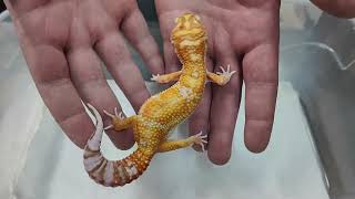 Question amp Answer Leopard Geckos LIVE  111424 [upl. by Bevon]