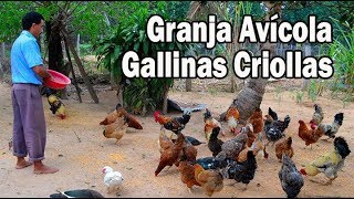 Granja avícola de Gallinas Criollas [upl. by Fulcher]