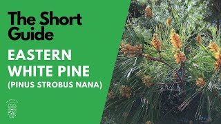 The Short Guide to the Eastern White Pine Pinus Strobus Nana [upl. by Atineg303]