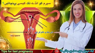 Pregnant Hone Ke Liye Kab Sex Karna Chahiye Best Time To Send Sperm Inside For Pregnancy Fertility [upl. by Aracahs]