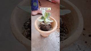 Crassula ovata plant  Crassula plant  Jade plant  Vikas Gardening  crassula shorts jadeplant [upl. by Elocyn]