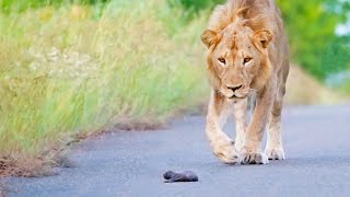 Mom Honey Badger Leaves her Baby to the Lions [upl. by Krute]