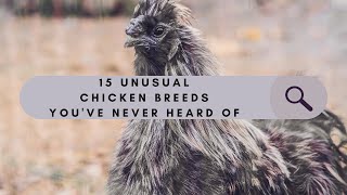 15 Unusual Chicken Breeds Youve Never Heard Of [upl. by Krongold262]