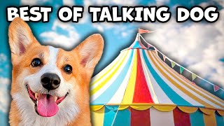 Best Talking Dog Videos April 2024 [upl. by Paddie]