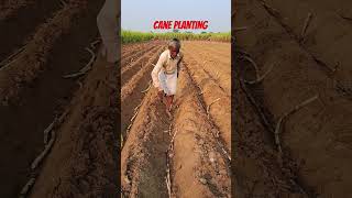 Cane planting farming sugarcane sugarplant shortvideo [upl. by Narba]