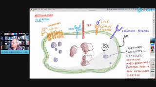 Inflammation Part 1  How Our Cells Clear Pathogens Phagocytosis [upl. by Gillespie353]