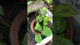 Home Plants Golden Pothos￼ amp Caladium [upl. by Ahsyat535]