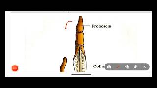 Hemichordata PhylumClassification Of Hemichordata Phylum With ExamplesNon Chordata [upl. by Stinson318]