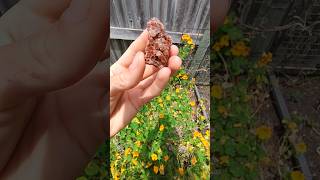 Beautiful aragonite cluster thefinders crystals gemstone [upl. by Tavish]