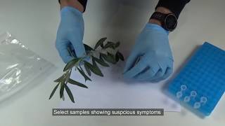 Rapid detection kit for Xylella fastidiosa with AmpliFire [upl. by Gollin]