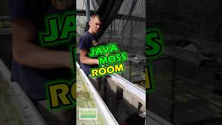 JAVA MOSS ROOM [upl. by Anatnas]