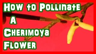 How to Pollinate Cherimoya Flowers by Steve Newkirk [upl. by Lola]