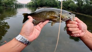 smallmouth bass on the fly it only took me a year to figure this out [upl. by Amalberga515]