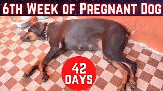 6th Week of Pregnant Dog  42 days of Pregnant Doberman  Week By Week Update  Our Daily Routine🐕🐕 [upl. by Anairo]