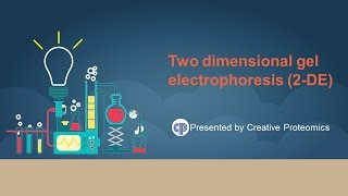 two dimensional polyacrylamide gel electrophoresis [upl. by Delogu]