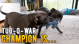 Thunder Buddies English Staffy Siblings Play Tug o War [upl. by Vorfeld]