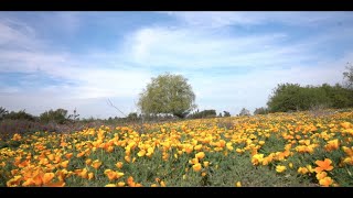 Ribera río Mapocho Audio Ambiente 🎧 [upl. by Fiel]