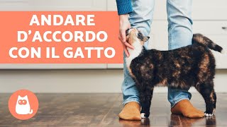 10 TRUCCHI per andare daccordo con il GATTO in casa [upl. by Einatirb887]