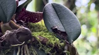 Bulbophyllum frostii also known as Dutchman’s Shoes from Vietnam andysorchids5775 [upl. by Itida]