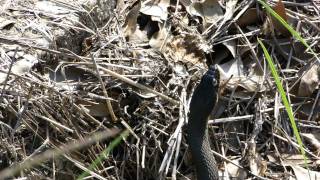 UPDATED speckled king snake vs yellowbellied water snake 1 [upl. by Nicolau]