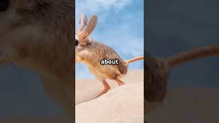 quotUnbelievable Facts About the Desert Jerboa – You Wont Believe How It Survives in Harsh Desertsquot [upl. by Lopes]