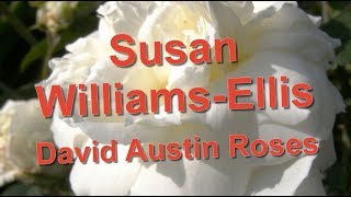 Susan Williams Ellis Rose David Austin [upl. by Zeke857]