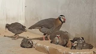 The Arabian partridge is a species of bird in the family [upl. by Dayir]