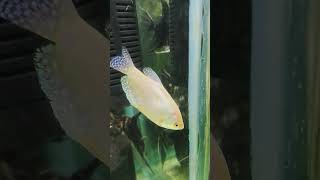 Gouramis are a group of freshwater anabantiform fish that comprise the family Osphronemidaefish [upl. by Attennot]