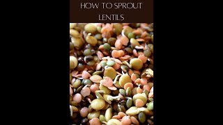 How to Sprout Lentils [upl. by Cariotta]