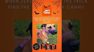 🎃 Dont let lead pulling trick you this Halloween 🎃 cannycollar dogtraining dogcollar [upl. by Llehcram]